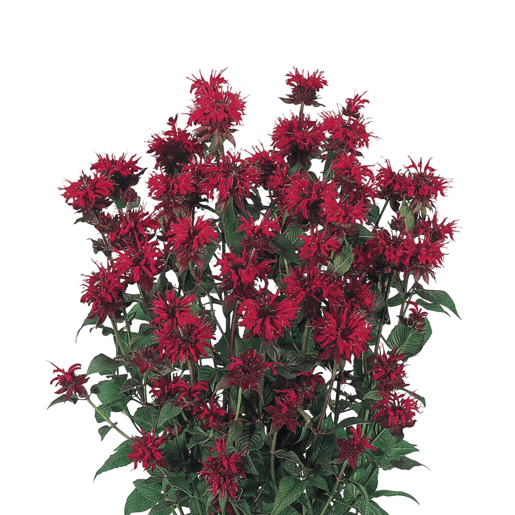 Bee Balm, Panorama Red Shade'S (Monarda Didyma S 'Panorama Red Shade') - Perennials