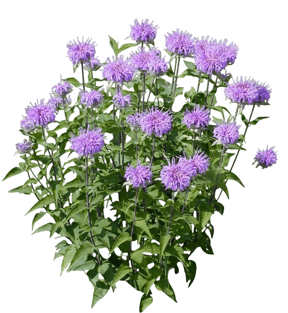 Wild Bergamot (Monarda Fistulosa) - Perennials