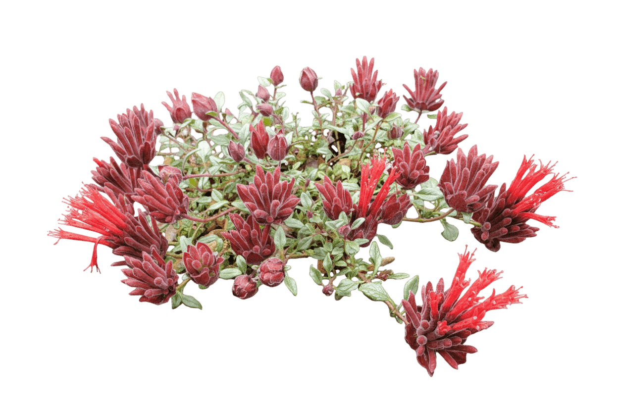 Hummingbird Trumpet Mint, Marian Sampson (Monardella Macrantha 'Marian Sampson') - Ground Layers