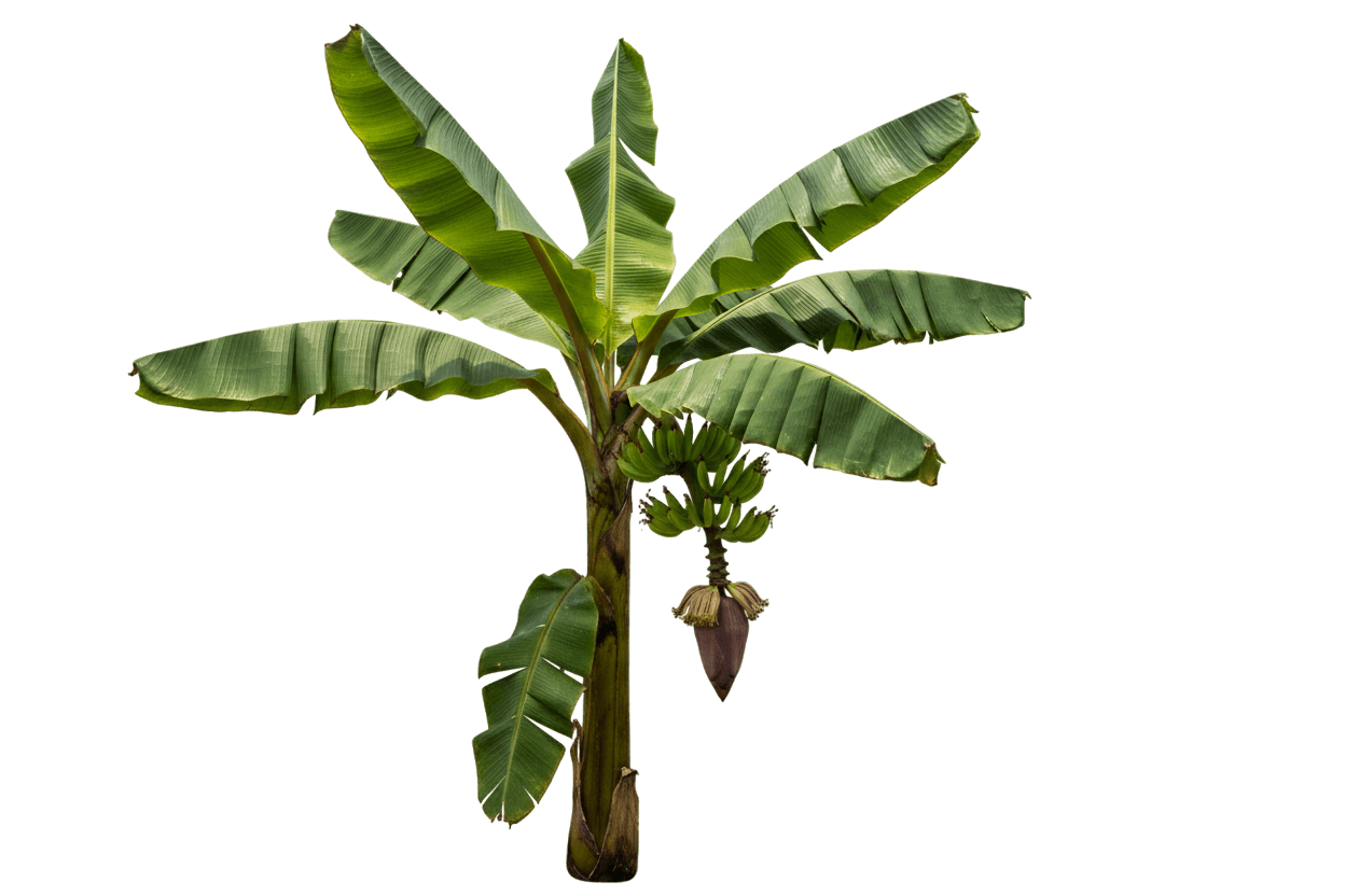 Cold Hardy Banana Tree (Musa 'Basjoo') - Perennials