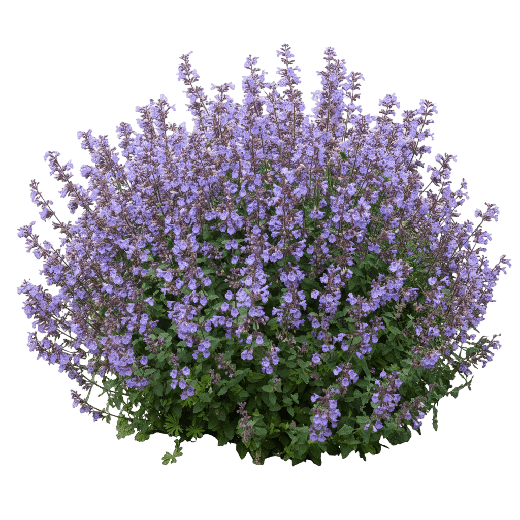 Picture Purrfect Catmint (Nepeta) - Perennials