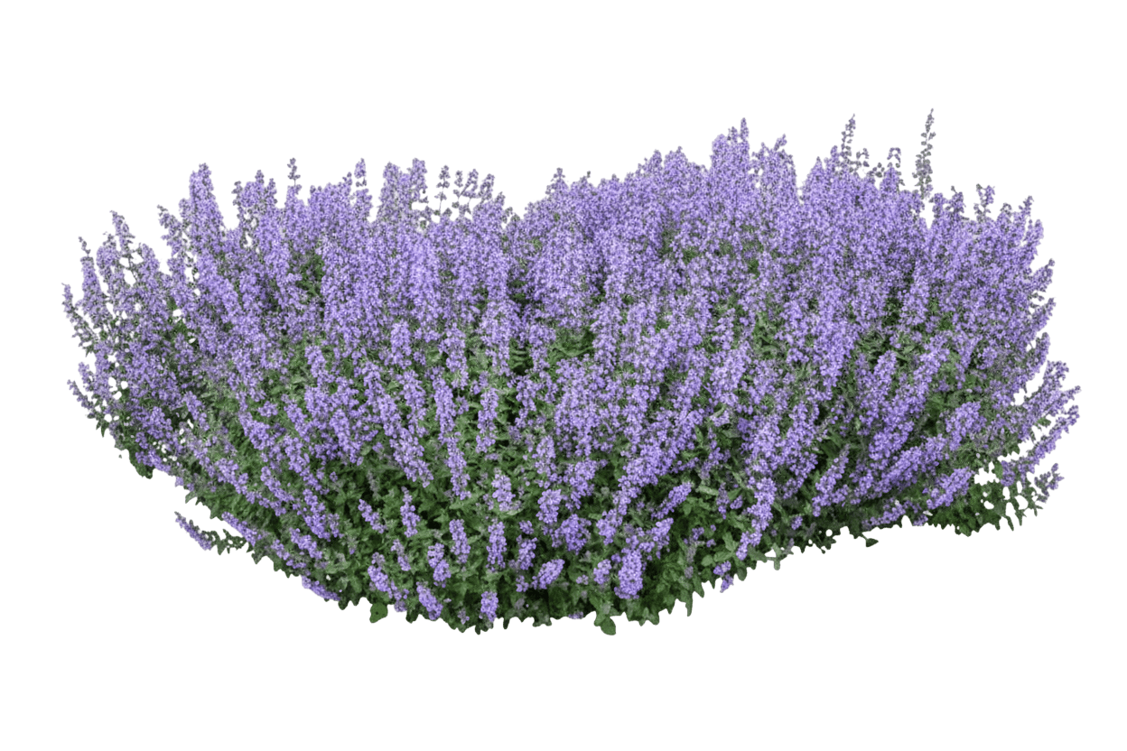 Cat'S Meow Catmint (Nepeta Faassenii S Meow 'Cat') - Perennials