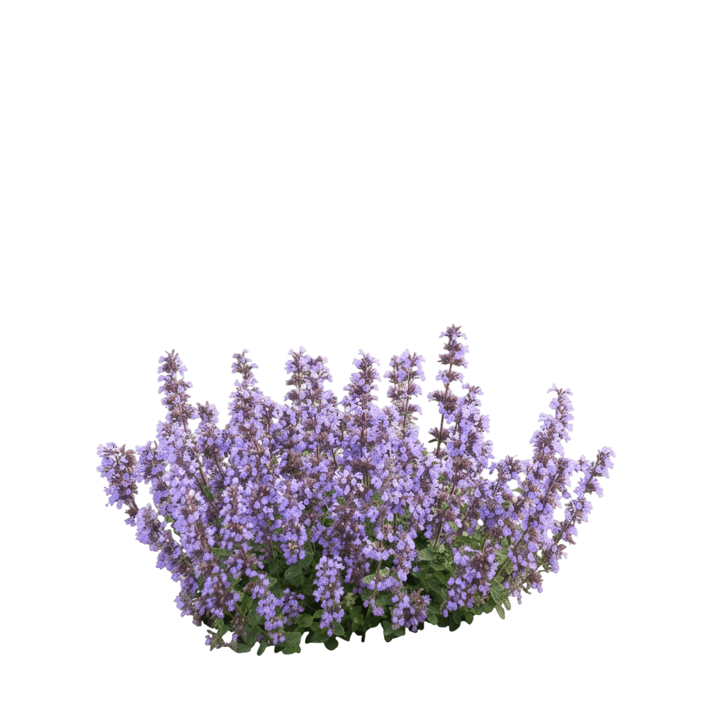 Cat'S Pajamas Catmint (Nepeta Faassenii S Pajamas 'Cat') - Perennials