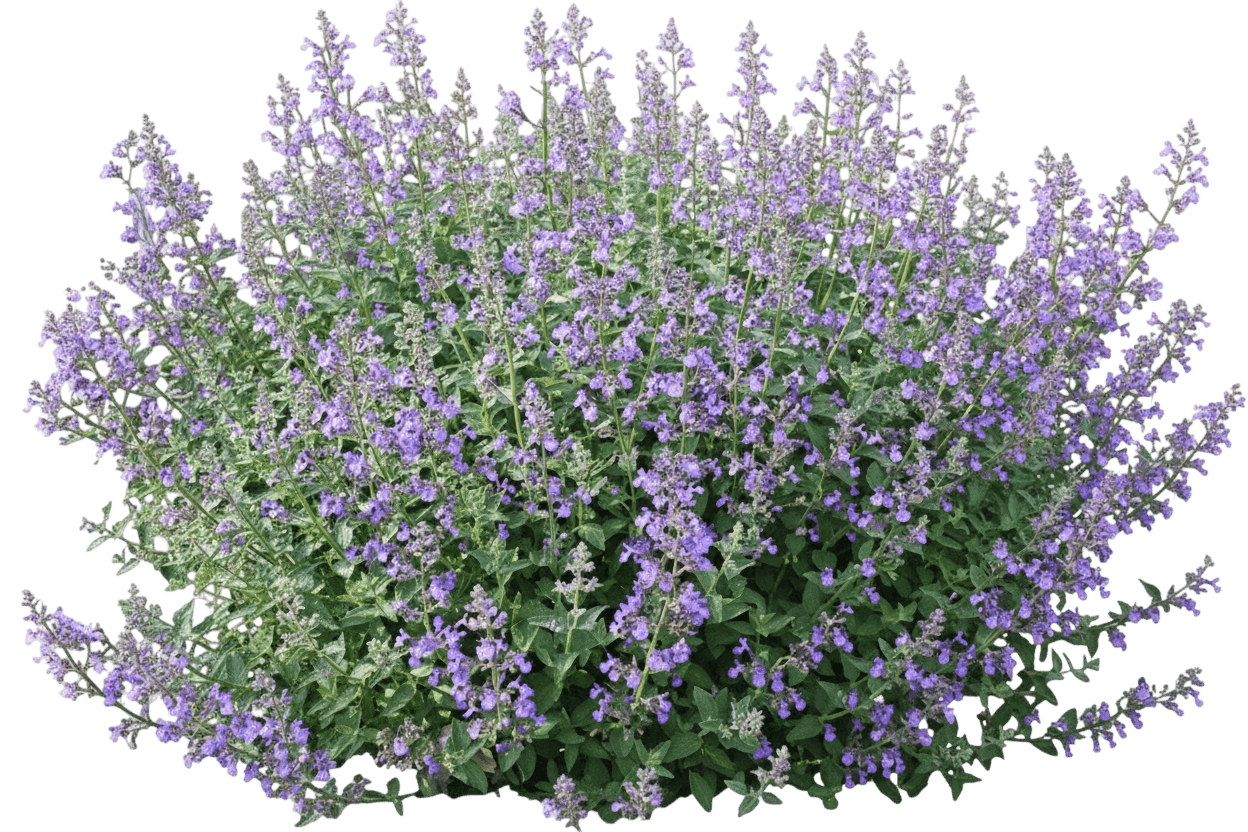 Kitten Around Catmint (Nepeta X Faassenii 'Kitten Around') - Perennials