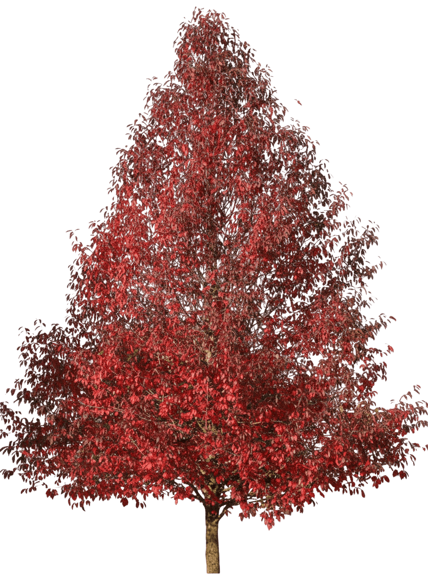 Firestarter® Black Gum (Nyssa Sylvatica Firestarter 'Jfs-Red') - Shade Trees