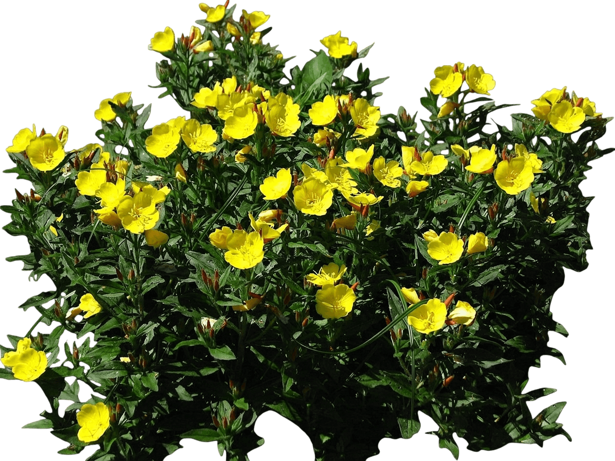 Sundrops (Oenothera Fruticosa) - Perennials