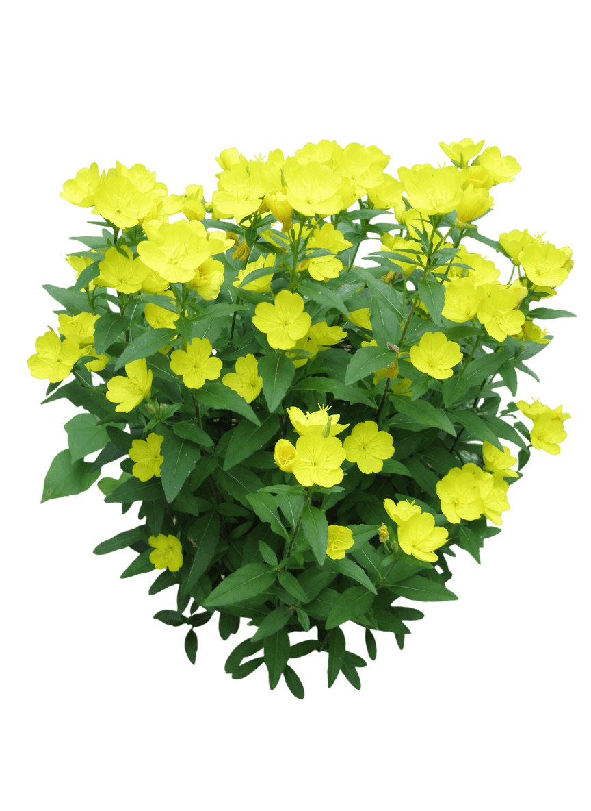 Ozark Sundrop (Oenothera Missourensis ‘Evening Sun’) - Perennials