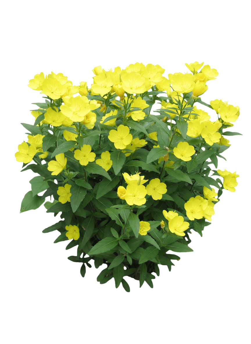 Evening Sun Evening Primrose (Oenothera Missouriensis 'Evening Sun') - Perennials