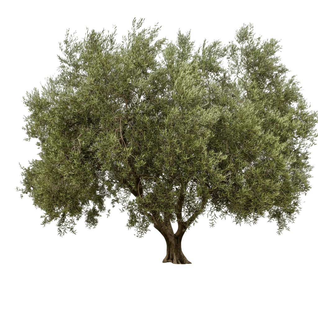 Mission Olive Tree (Olea Europaea ‘Mission’) - Fruit Trees