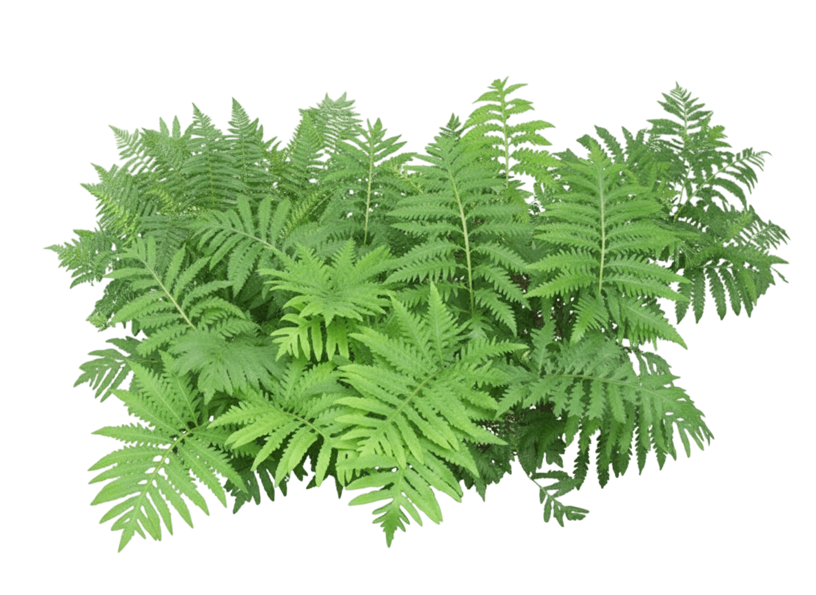 Sensitive Fern (Onoclea Sensibilis) - Perennials