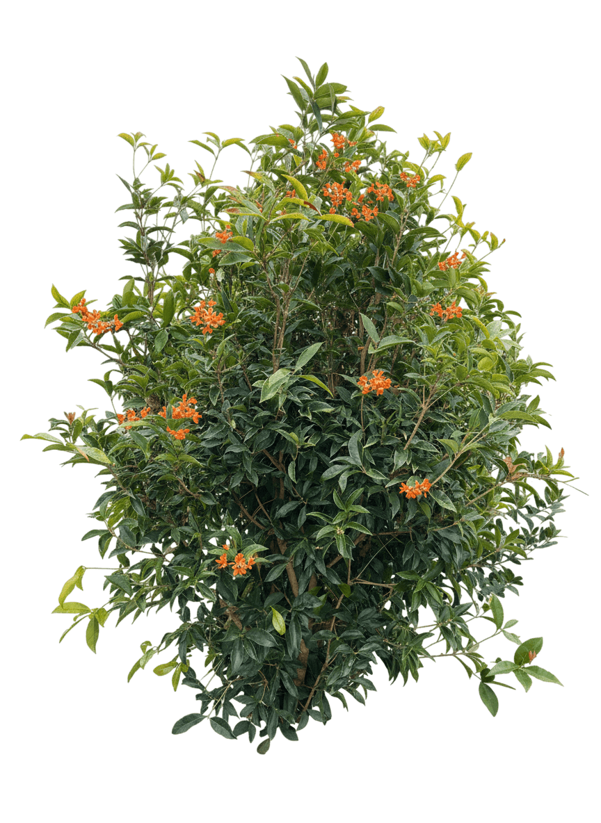 Orange Flowering Tea Olive (Osmanthus Fragrans Var. Aurantiacus) - Ground Layers