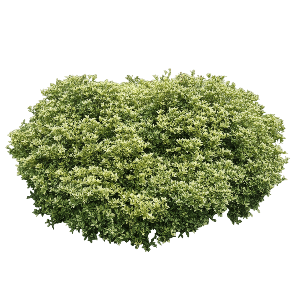 False Holly (Osmanthus Heterophyllus 'Goshiki') - Ground Layers