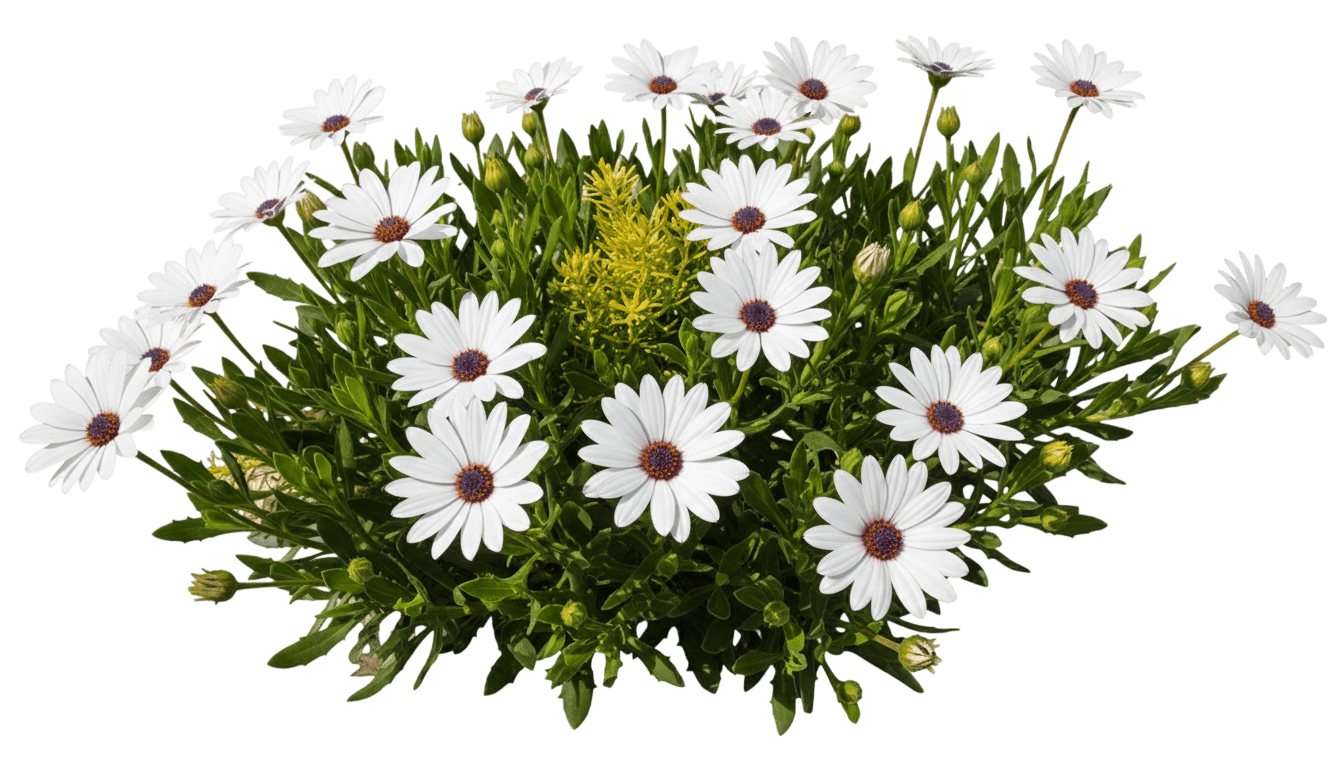 Sun Daisy, Avalanche (Osteospermum ‘Avalanche) - Perennials