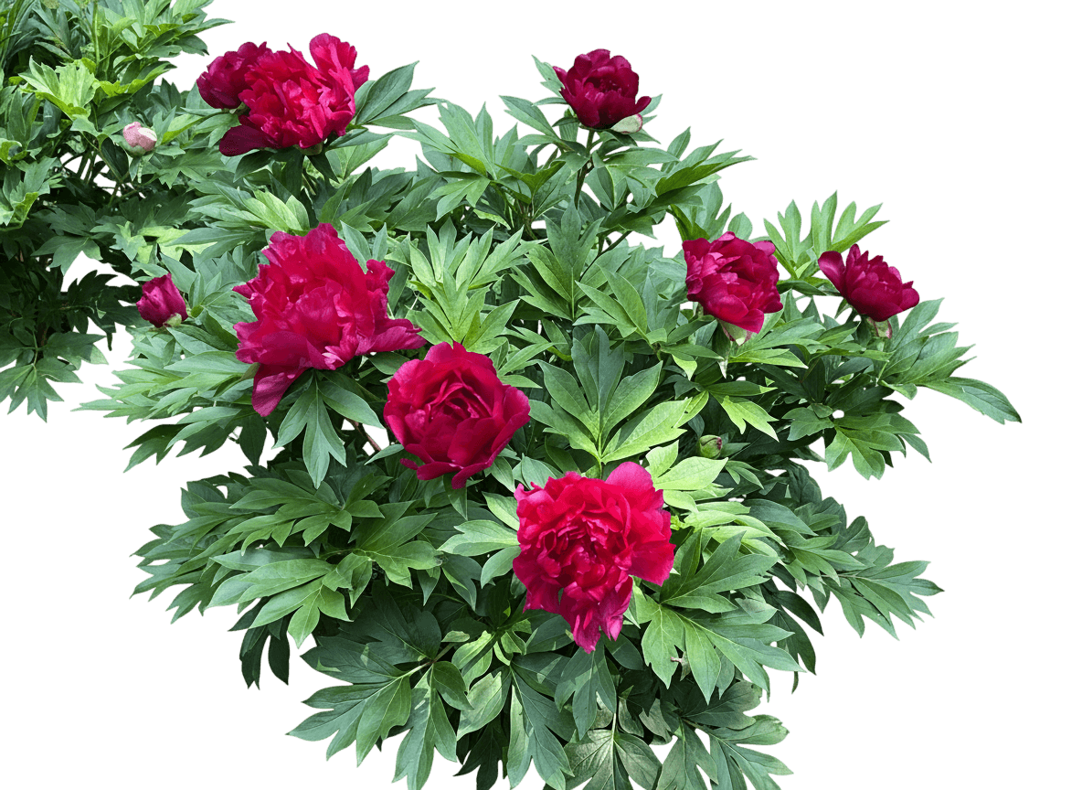 Itoh Peony (Paeonia Garden Candy™ ‘Candy Apple™’) - Perennials