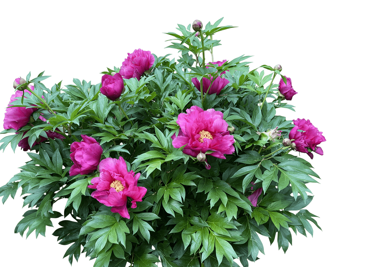 Itoh Peony (Paeonia Garden Candy™ ‘Evie Jane™’) - Perennials