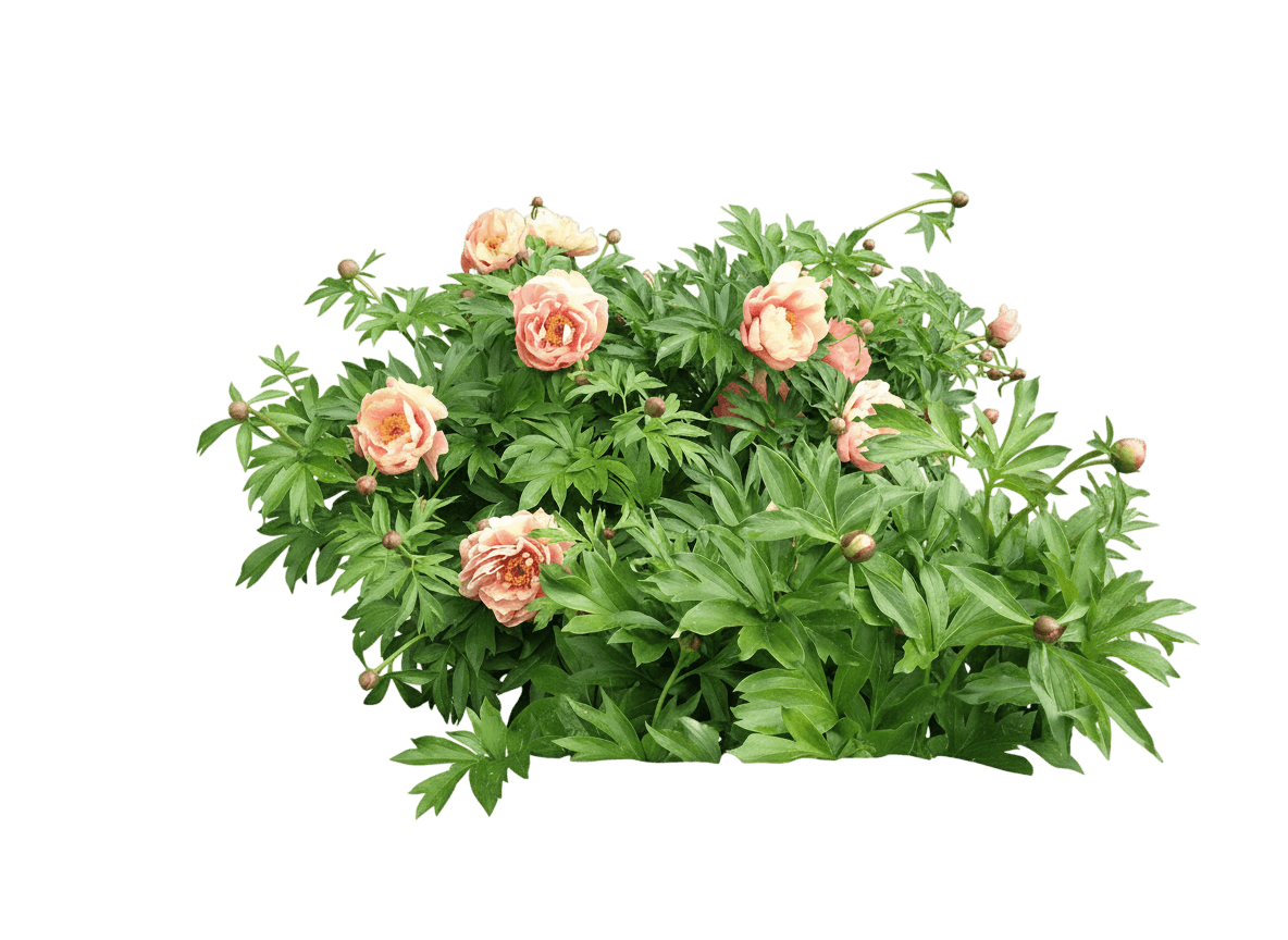 Itoh Peony (Paeonia Garden Candy™ ‘Peachalicious™’) - Perennials