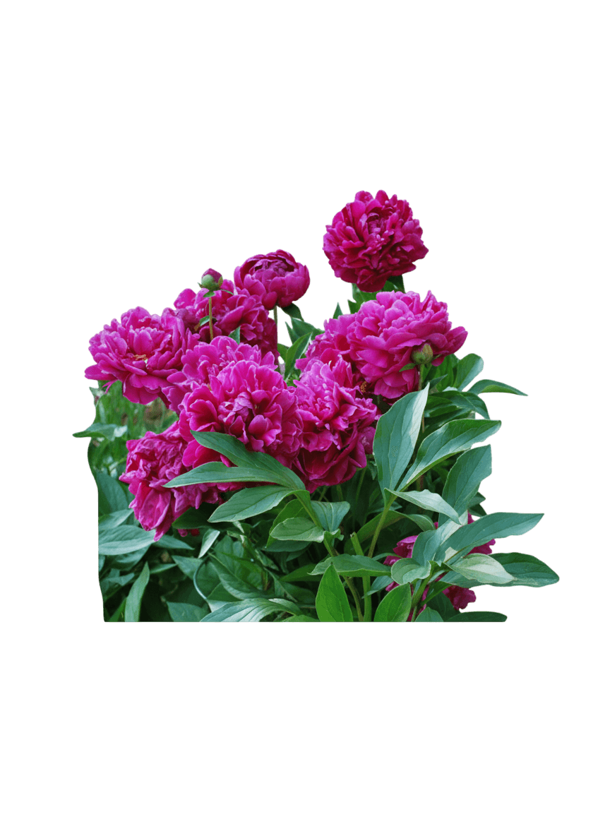 Garden Peony (Paeonia L. 'Felix Supreme') - Perennials