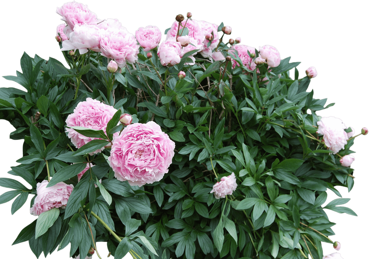 Peony, Sarah Bernhardt (Paeonia Lactiflora ‘Sarah Bernhardt) - Perennials