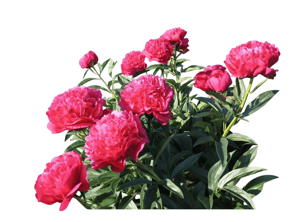 Peony, Benjamin Franklin (Paeonia Lactiflora 'Benjamin Franklin') - Perennials