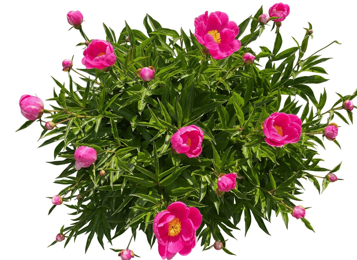 Kansas Peony (Paeonia Lactiflora 'Kansas') - Perennials