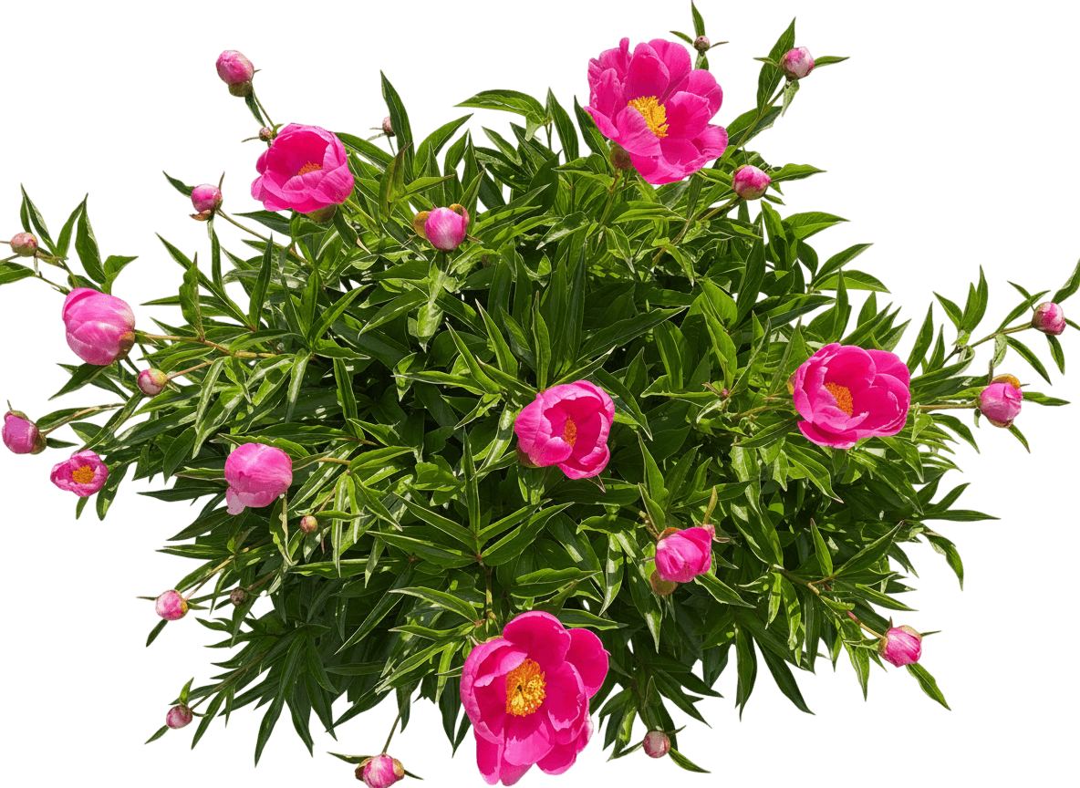 Raspberry Sundae Peony (Paeonia Lactiflora 'Raspberry Sundae') - Perennials