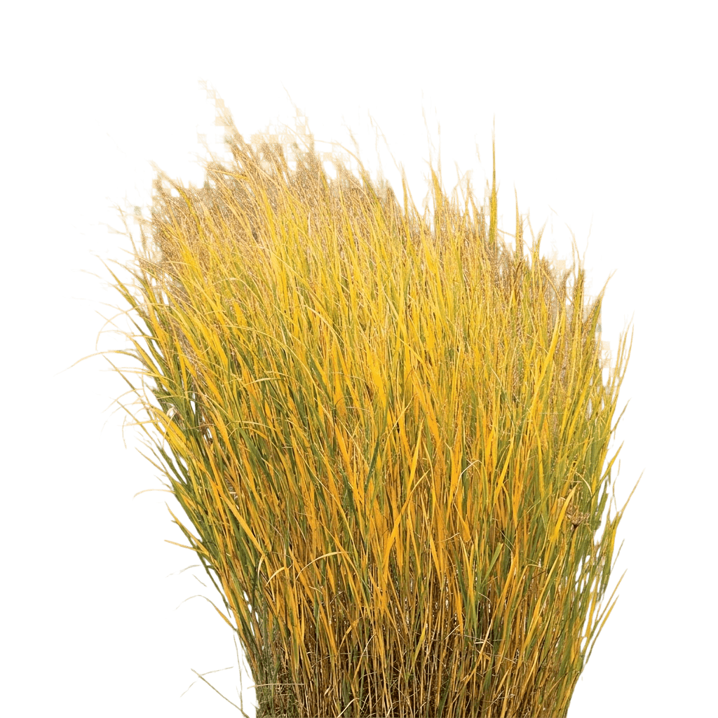 Switchgrass (Panicum Virgatum) - Grasses