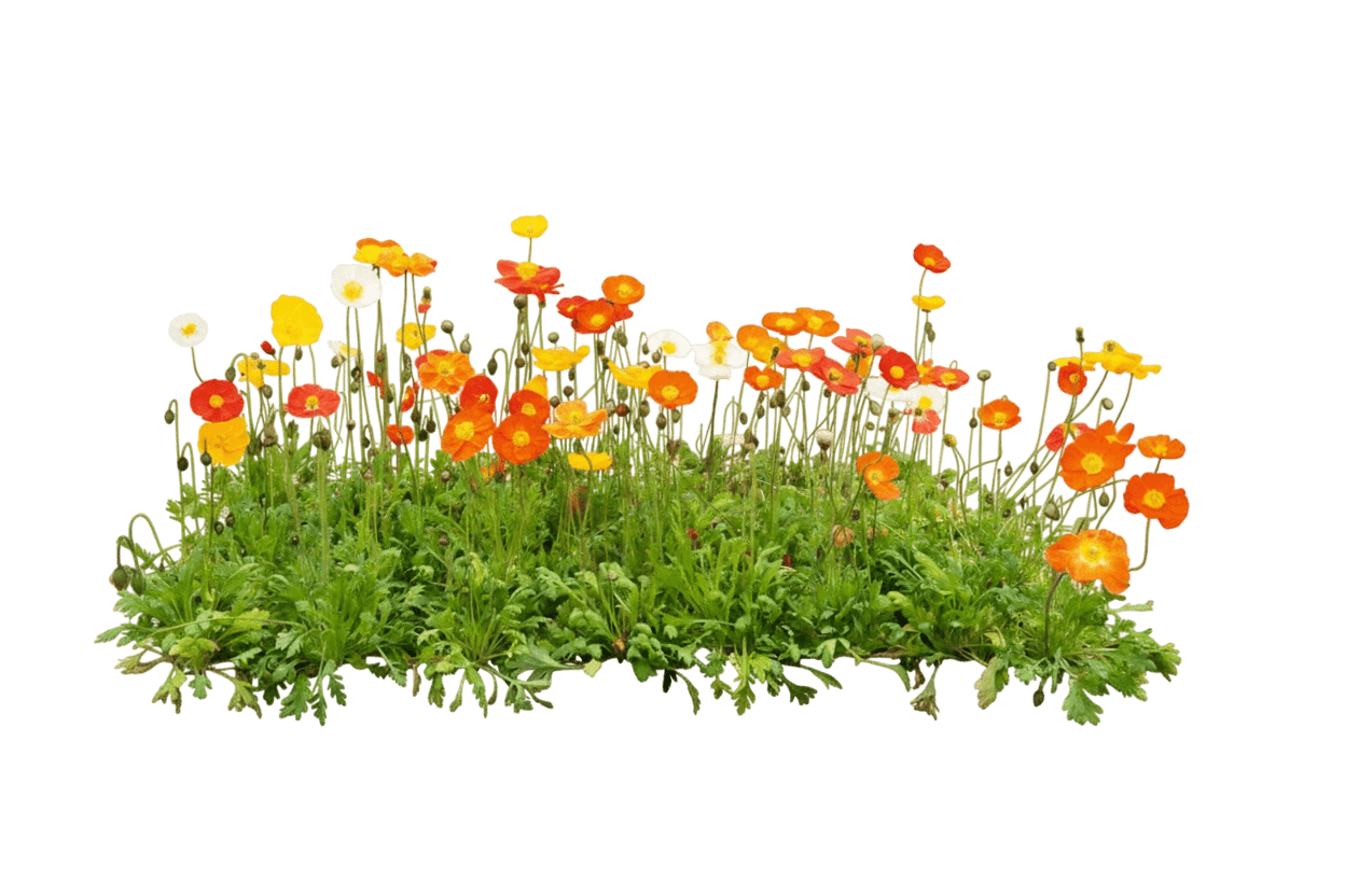Poppy, Iceland, Garden Gnome (Papaver Nudicaule 'Garden Gnome') - Perennials