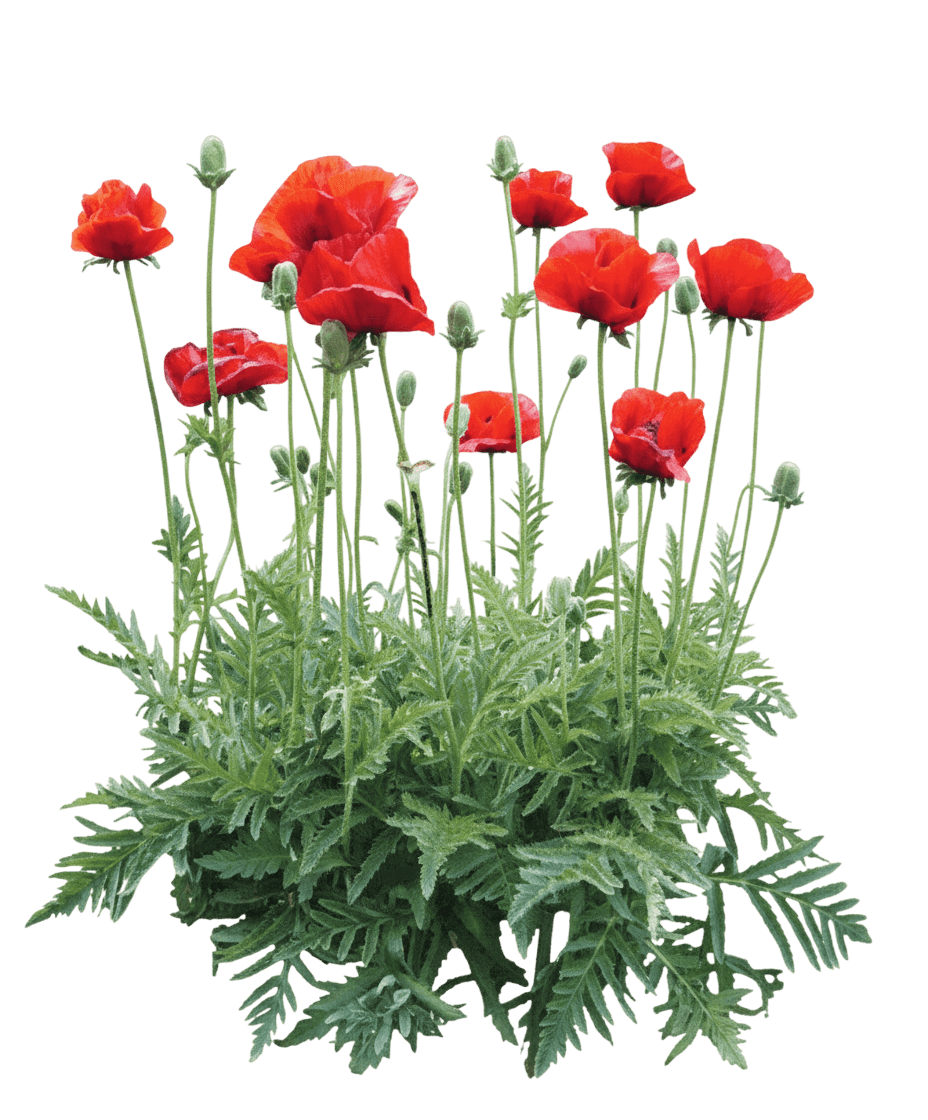 Poppy, Oriental, Brilliant (Papaver Orientale 'Brilliant') - Perennials
