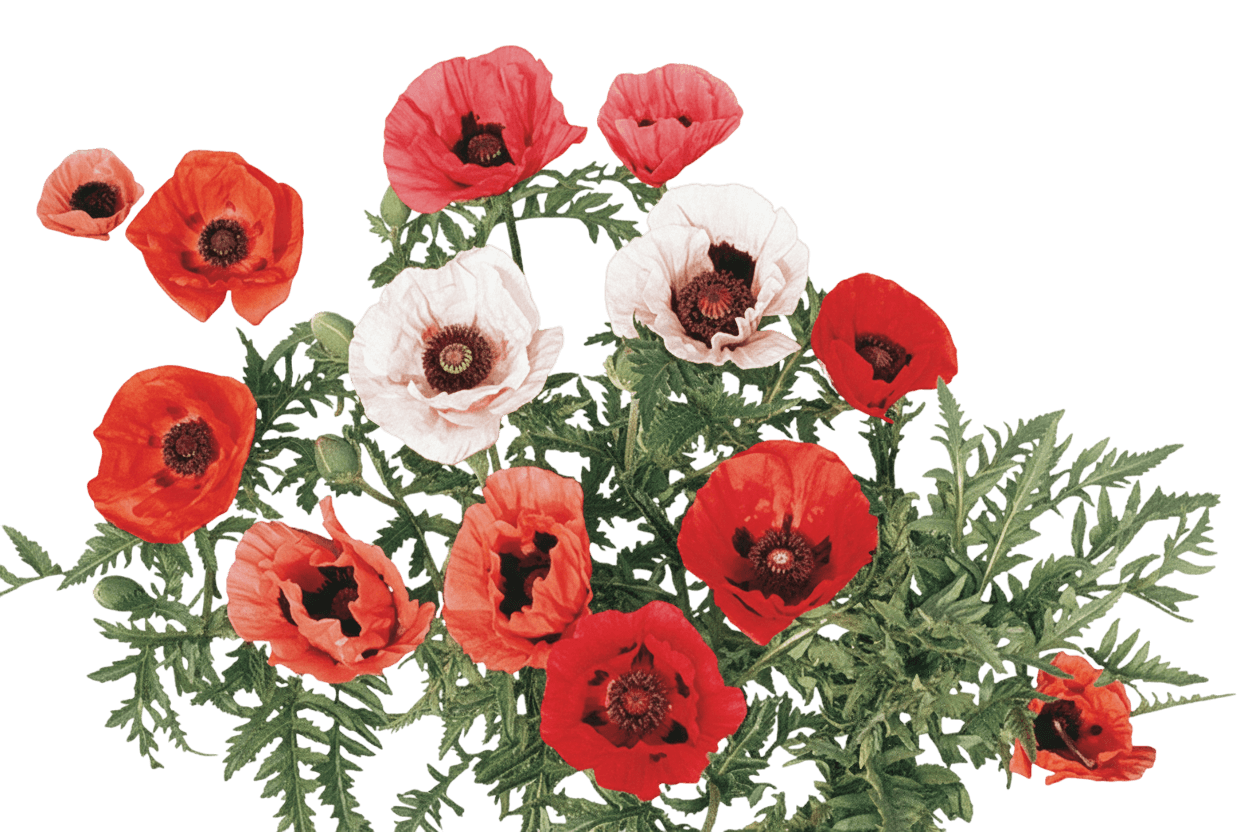 Poppy, Oriental, Pizzicato (Papaver Orientale 'Pizzicato') - Perennials