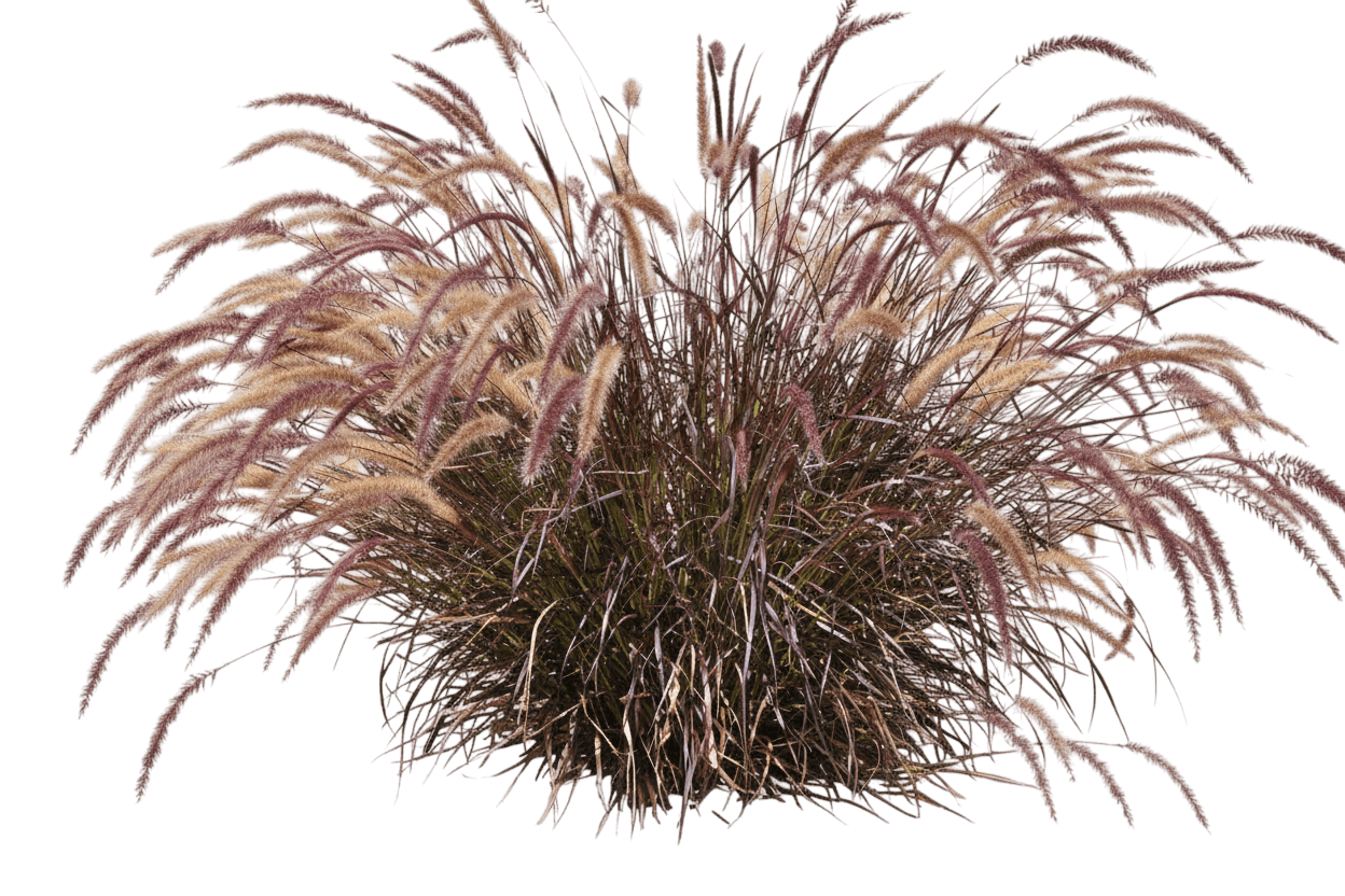 Grass, Fountain, Purple (Pennisetum 'Rubrum') - Grasses