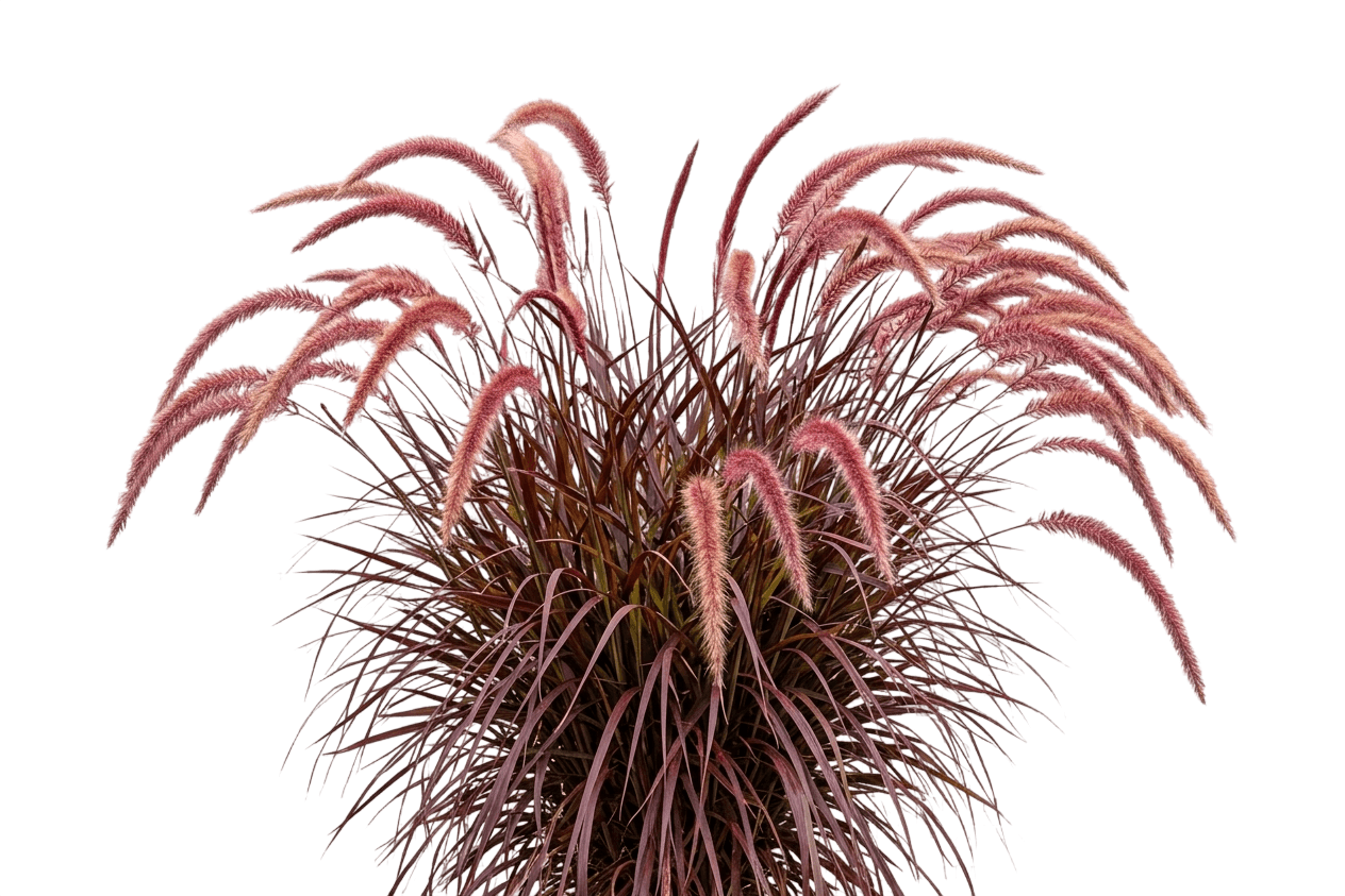 Purple-Leaved Fountain Grass (Pennisetum Setaceum 'Rubrum') - Grasses