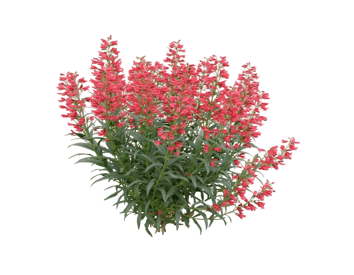 Beardtongue, Coral Baby (Penstemon Barbatus, 'Coral Baby') - Perennials