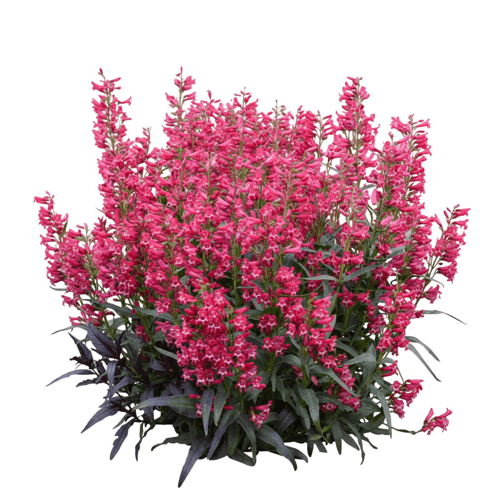 Blackbeard Beard Tongue (Penstemon 'Blackbeard') - Perennials