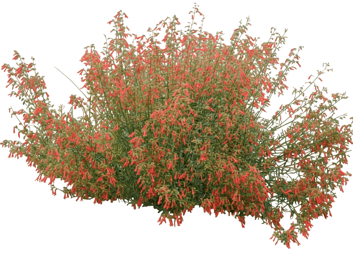 Beardtongue, Bridge'S (Penstemon Rostriflorus) - Perennials