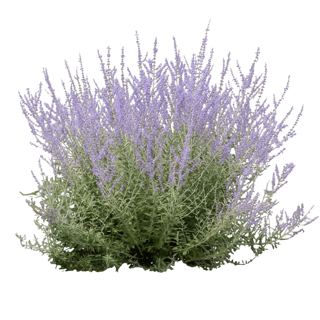 Sage, Russian 'Little Spire' (Perovskia Atriplicifolia ‘Little Spire’) - Ground Layers