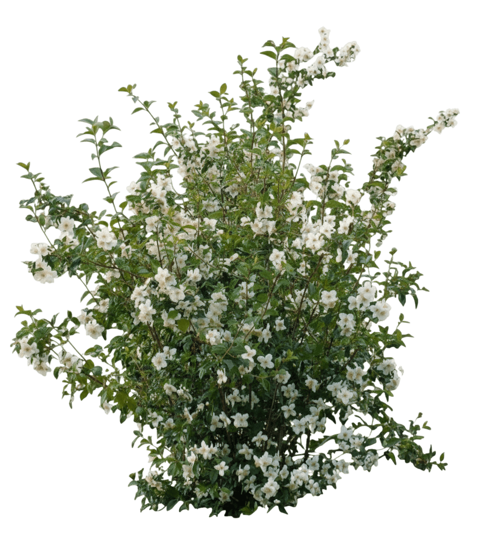 Mockorange, Cheyenne® (Philadelphus Lewisii 'Pwy01S') - Ground Layers