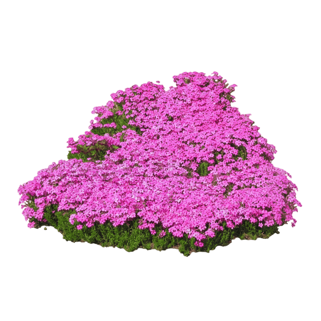 Phlox, Creeping, Drummond'S Pink (Phlox ‘Drummond’S Pink’) - Ground Layers