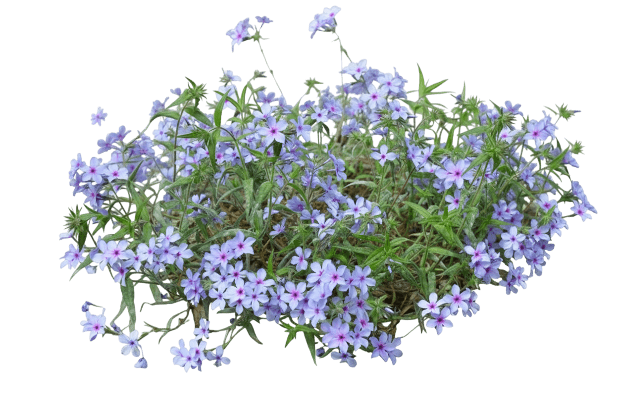 Phlox, Creeping,  'Chattahoochee' (Phlox Divaricate 'Chattahoochee') - Ground Layers