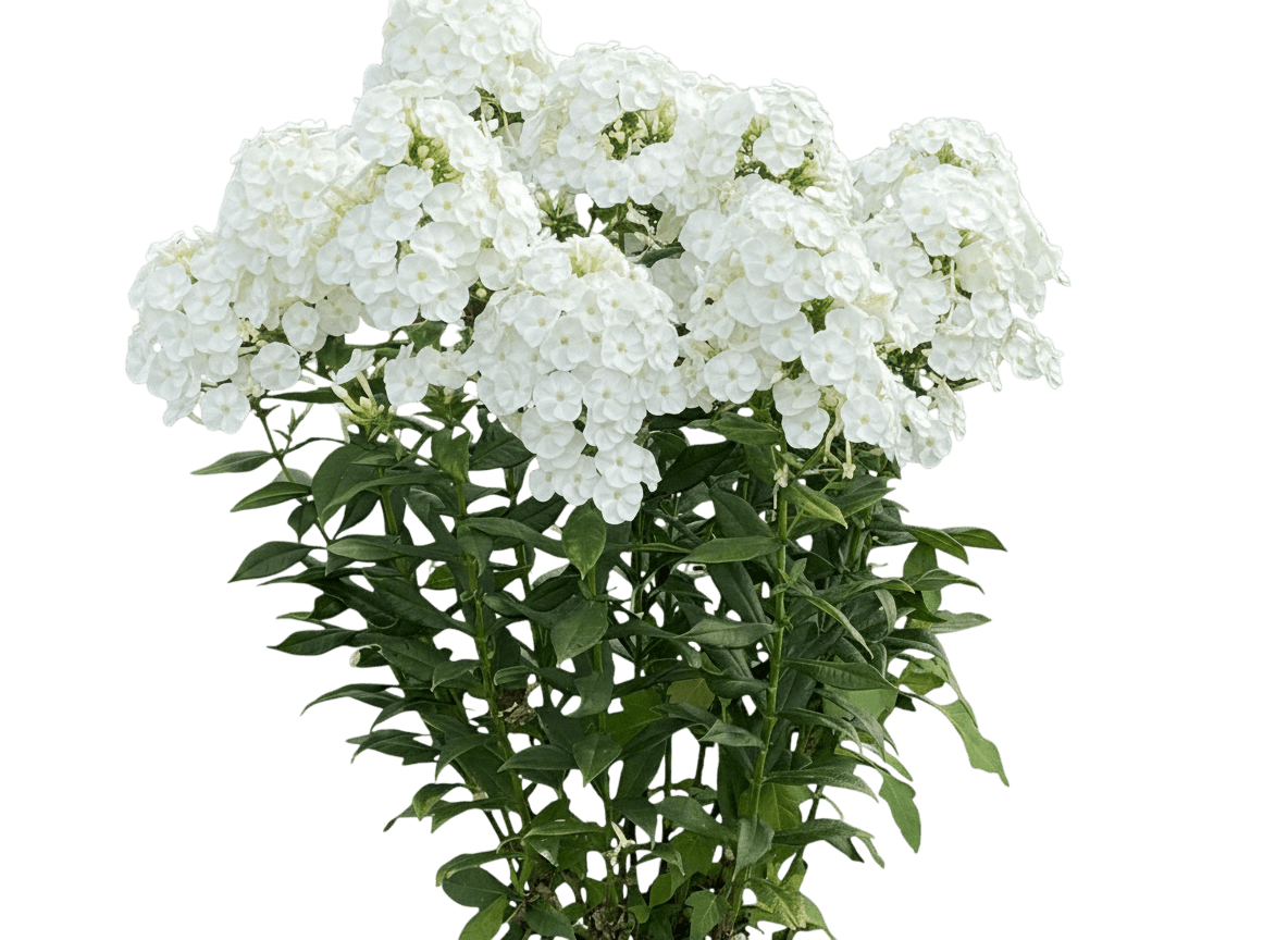 Summer Phlox (Phlox Paniculata Luminary® Backlight) - Perennials
