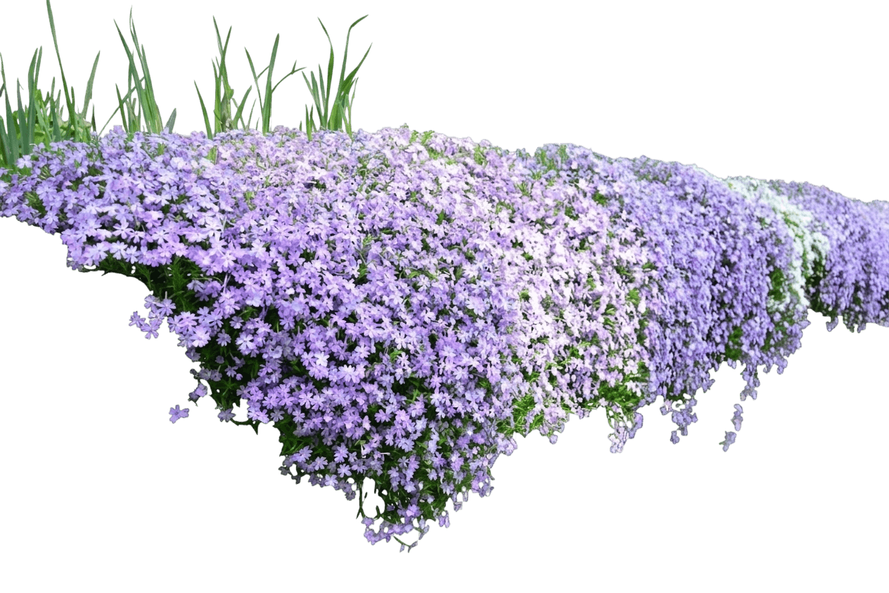 Creeping Phlox (Phlox Stolonifera) - Perennials