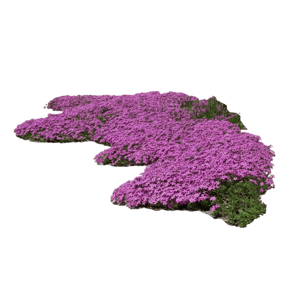 Phlox, Creeping, Early Spring Dark Pink (Phlox Subulata, 'Early Spring Dark Pink) - Ground Layers