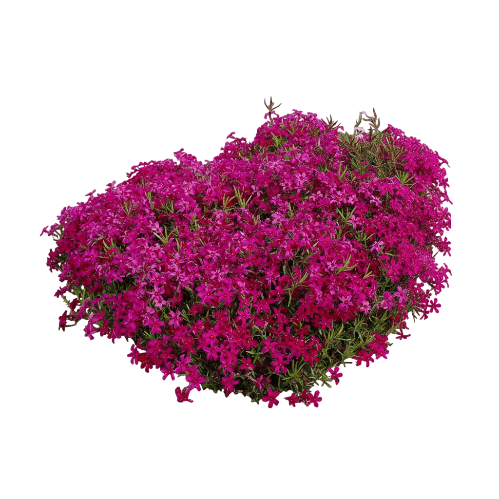 Moss Pinks (Phlox Subulata 'Amazing Grace') - Perennials