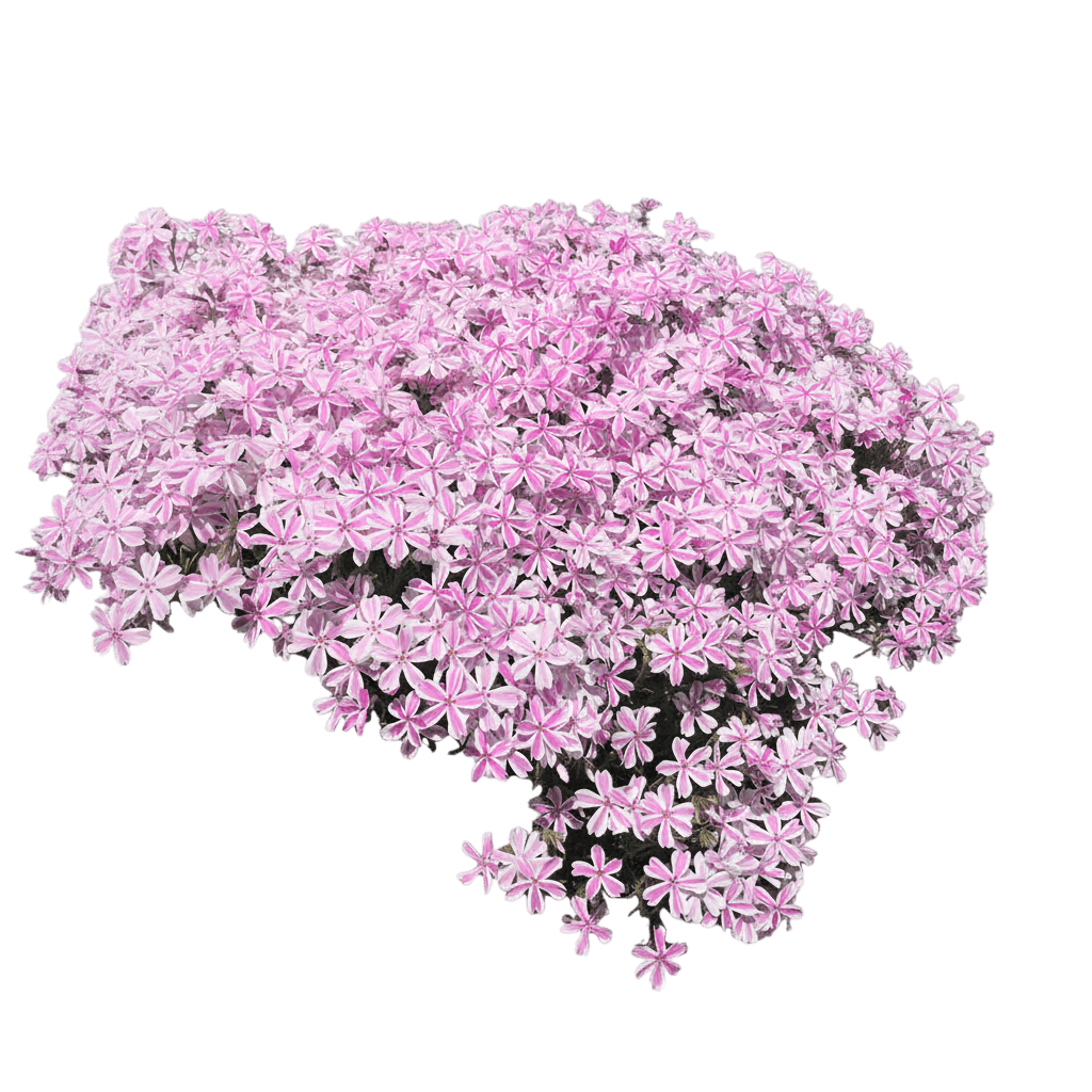 Phlox, Creeping, Candy Stripe (Phlox Subulata 'Candy Stripe') - Ground Layers