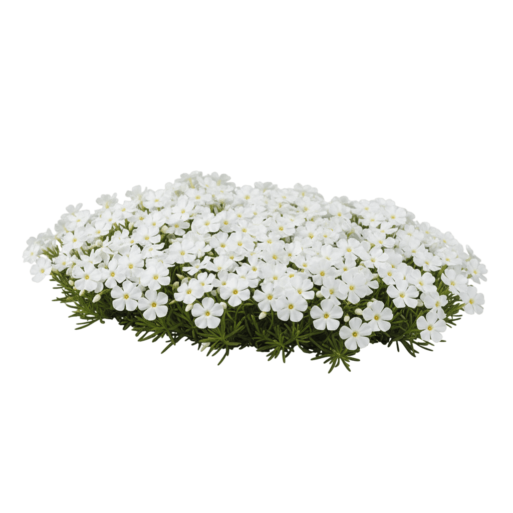 Phlox, Creeping, Early Spring White (Phlox Subulata 'Early Spring White') - Perennials