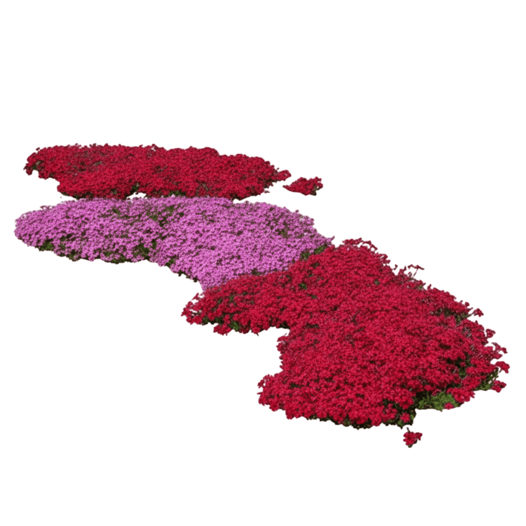 Phlox, Creeping, Red Wing (Phlox Subulata 'Red Wing') - Ground Layers