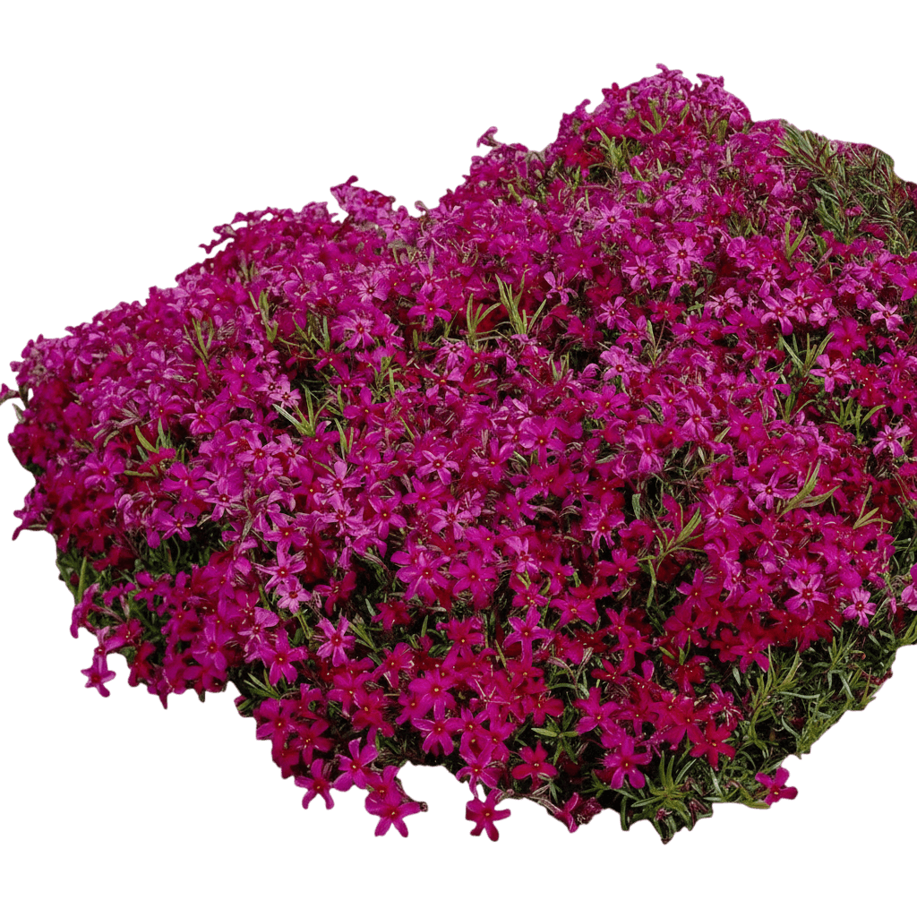 Moss Pinks (Phlox Subulata 'Scarlet Flame') - Perennials