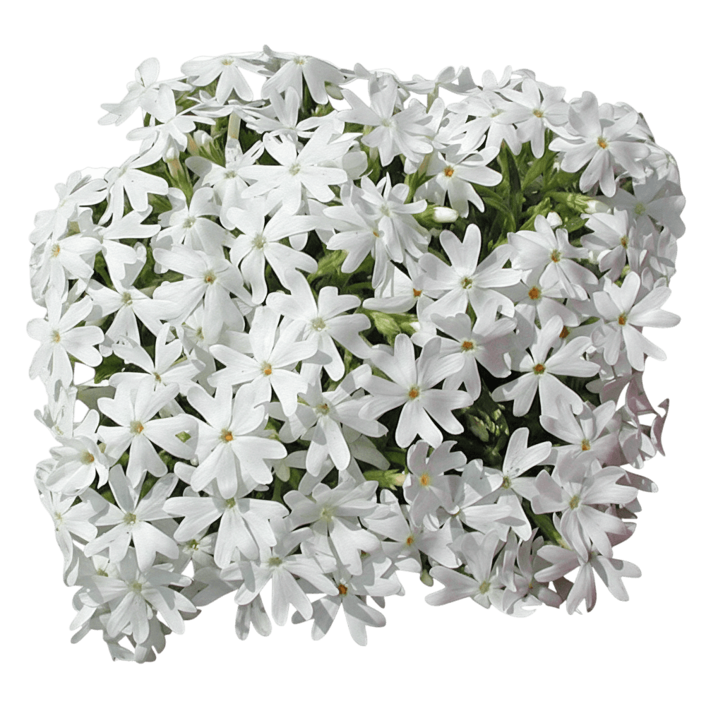 Phlox, Creeping, Snowflake (Phlox Subulata 'Snowflake') - Ground Layers