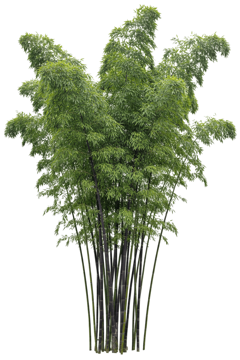 Black Bamboo (Phyllostachys Nigra) - Grasses
