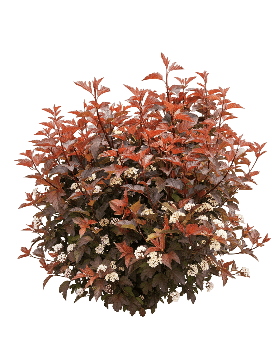 Ginger Wine® Ninebark (Physocarpus O. Ginger Wine 'Smnpoblr') - Ground Layers