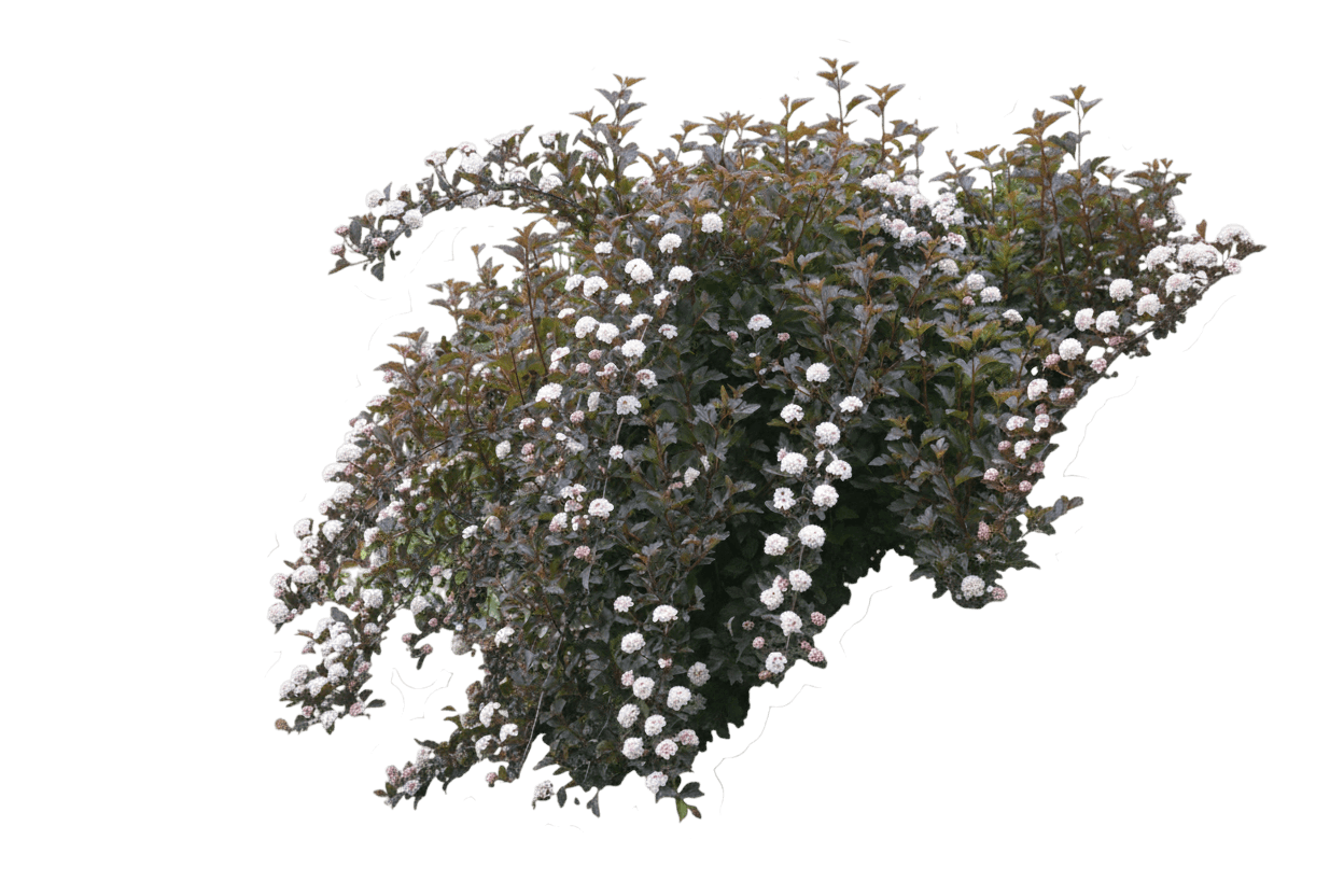 Ninebark, Dwarf (Physocarpus Opulifolius ‘Nana’) - Ground Layers